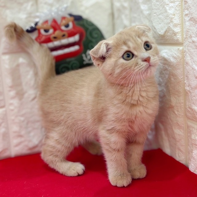 岡山県のスコティッシュフォールド (犬の家＆猫の里倉敷店/2025年11月6日生まれ/女の子/クリームタビーホワイト)の子猫の2枚目の画像