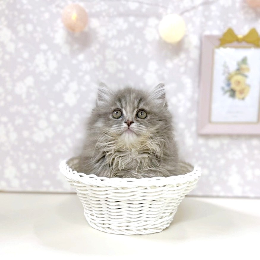 富山県のミヌエット (犬の家＆猫の里アミーゴ高岡蓮花寺店/2025年11月6日生まれ/女の子/ブルータビー)の子猫の1枚目の画像