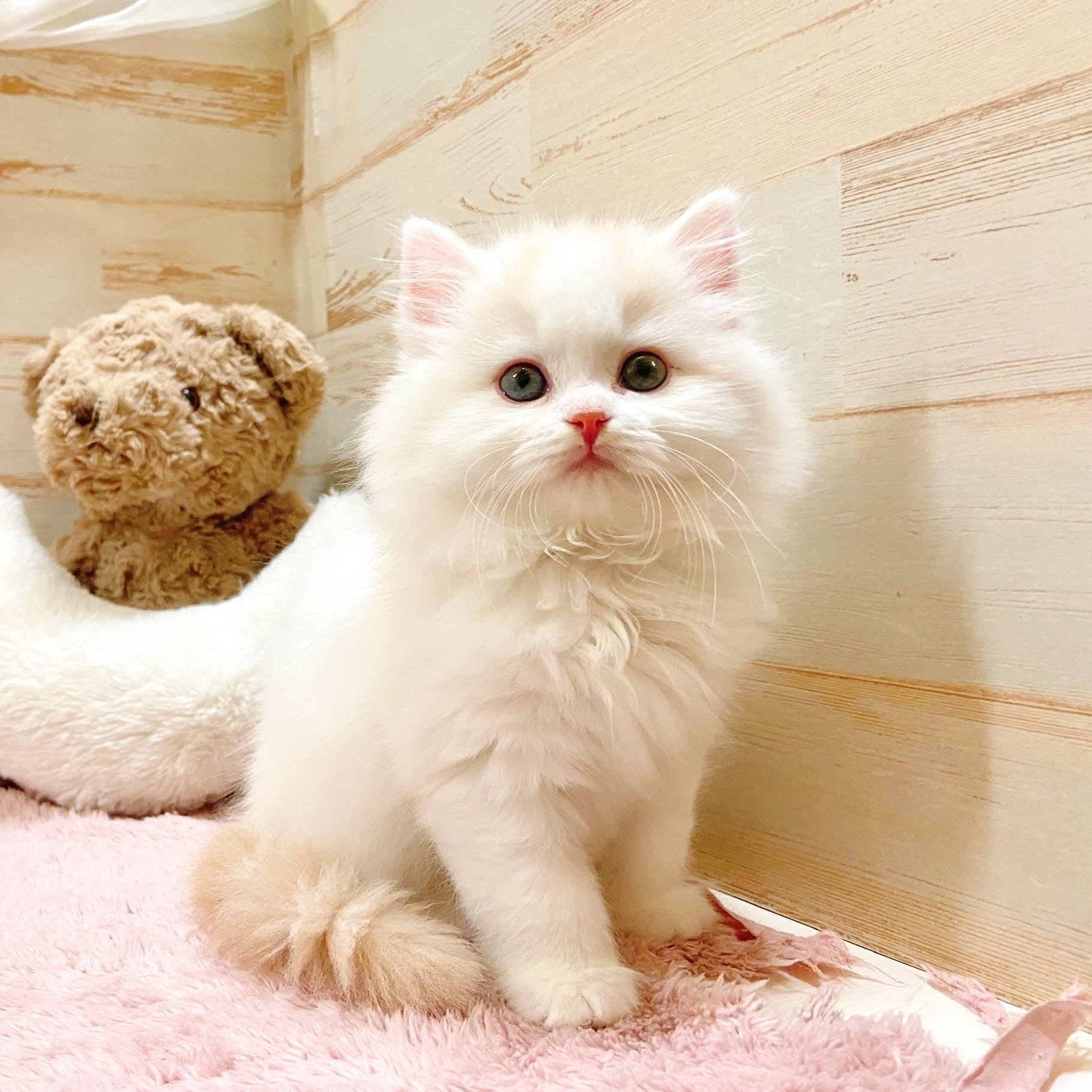 兵庫県のスコティッシュストレート (犬の家＆猫の里神戸店/2025年11月7日生まれ/女の子/レッドタビーホワイトバン)の子猫の2枚目の画像