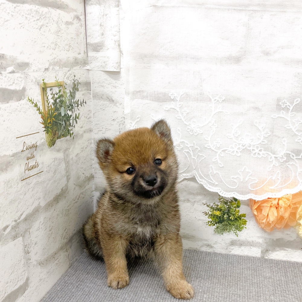 京都府の柴犬(標準サイズ) (犬の家＆猫の里京都樟葉店/2025年11月9日生まれ/男の子/赤)の子犬の2枚目の画像