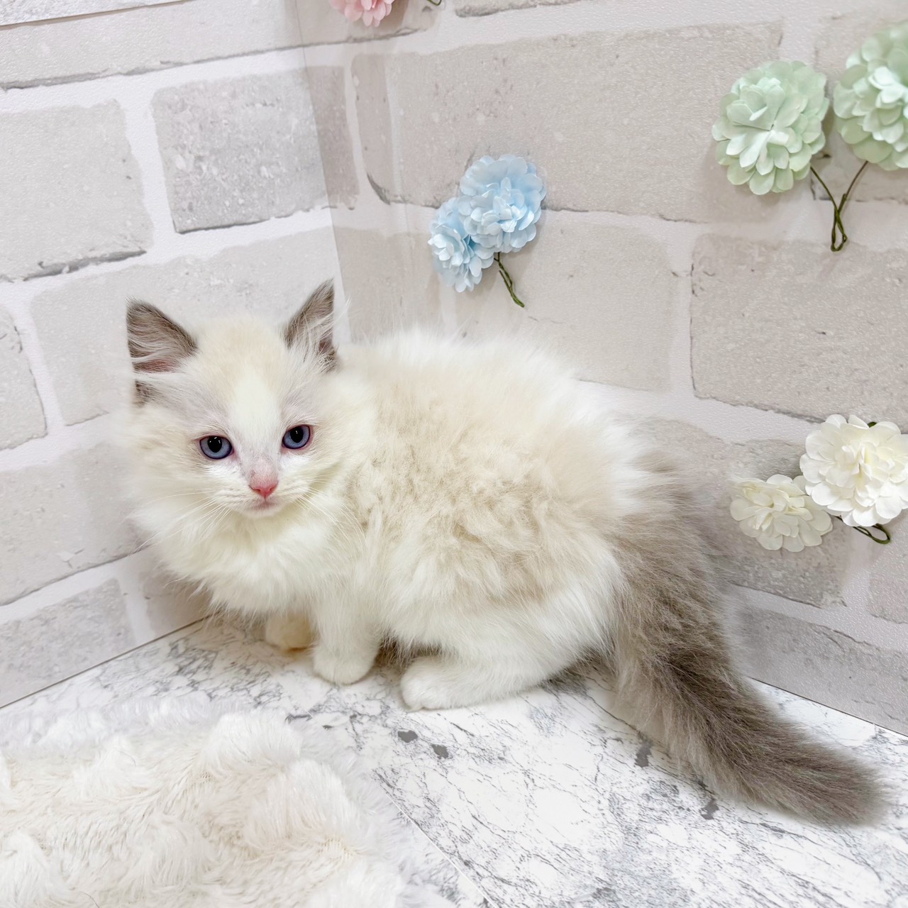 京都府のラグドール (犬の家＆猫の里京都精華店/2025年11月5日生まれ/男の子/ブルーポイントバイカラー)の子猫の2枚目の画像