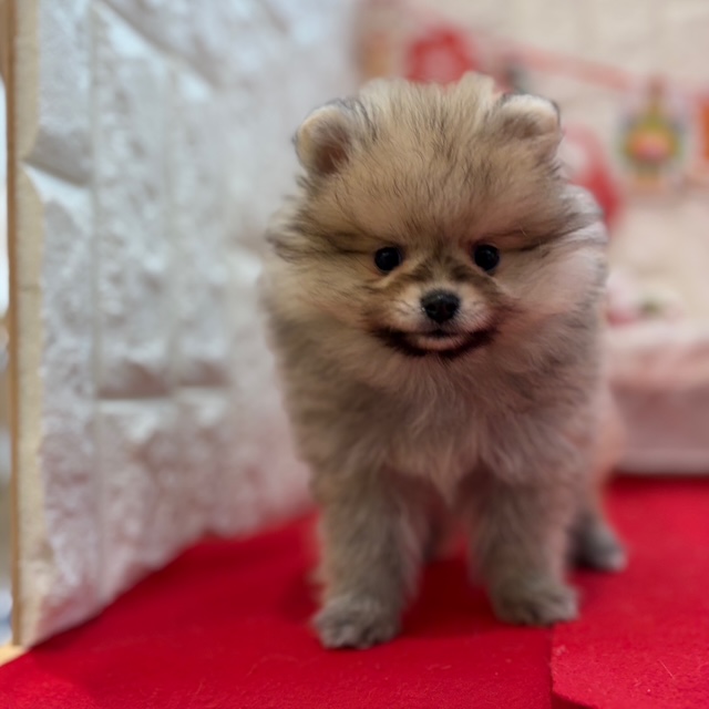 岡山県のポメチワ/チワポメ/ポメチー(ポメラニアン×チワワ) (犬の家＆猫の里倉敷中庄店/2025年11月8日生まれ/男の子/フォーン)の子犬の2枚目の画像
