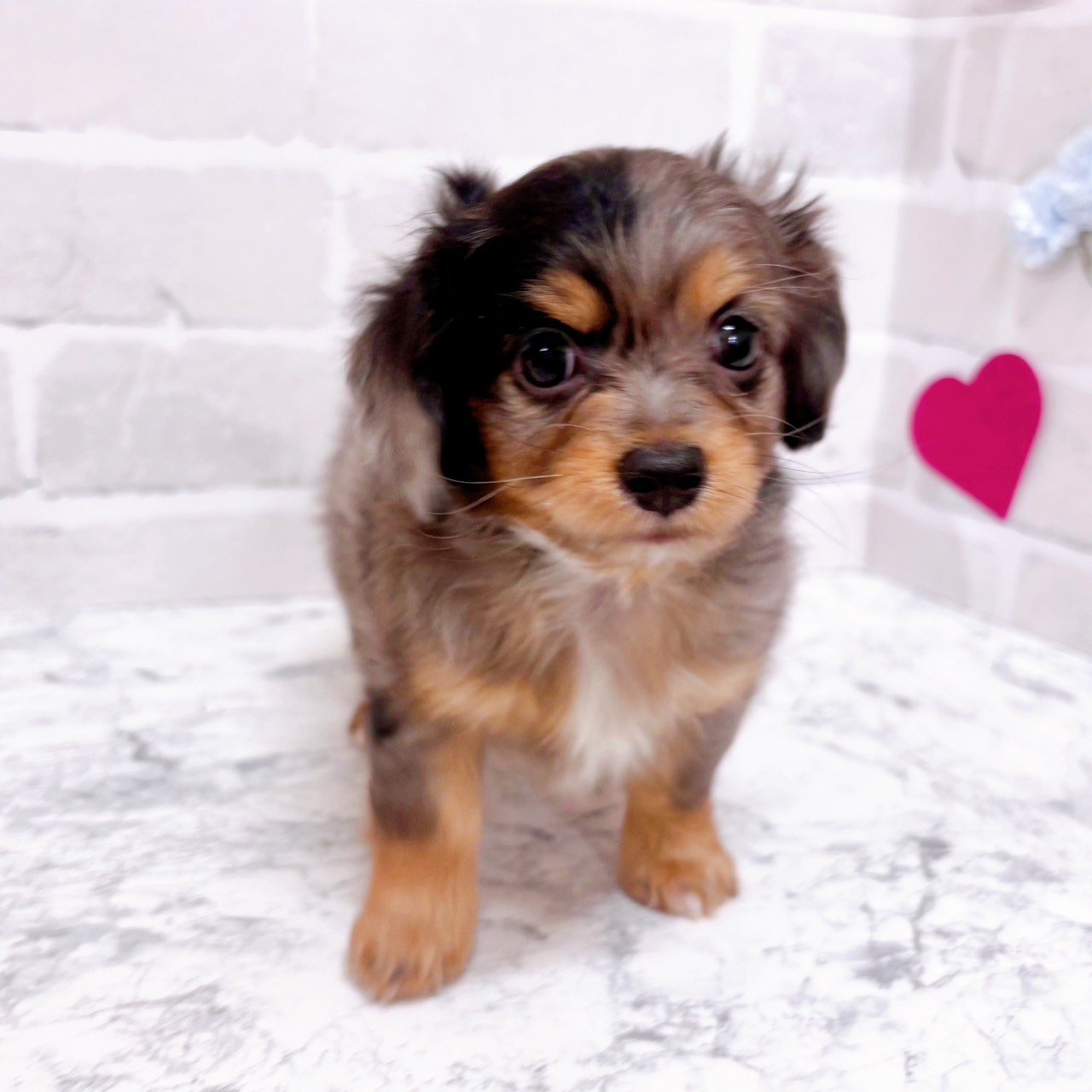 京都府のチワックス(チワワ×ダックス) (犬の家＆猫の里京都精華店/2025年11月2日生まれ/男の子/シルバーダップル)の子犬の2枚目の画像