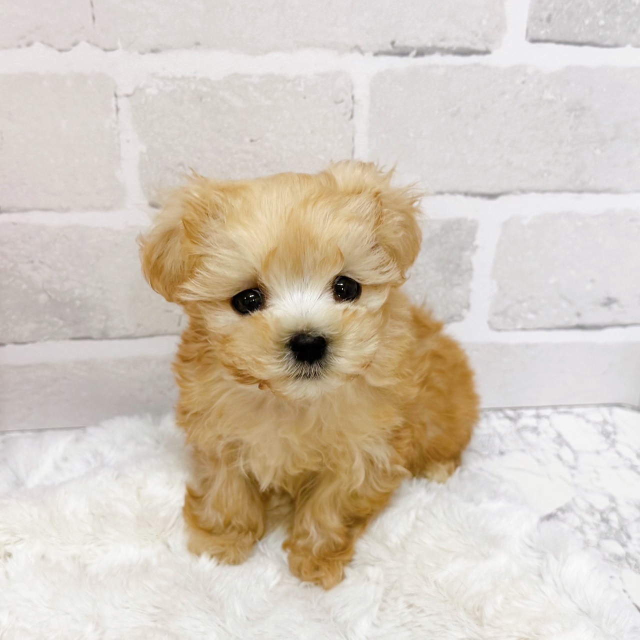 京都府のマルプー(マルチーズ×プードル) (犬の家＆猫の里京都精華店/2025年11月9日生まれ/男の子/クリーム)の子犬の2枚目の画像