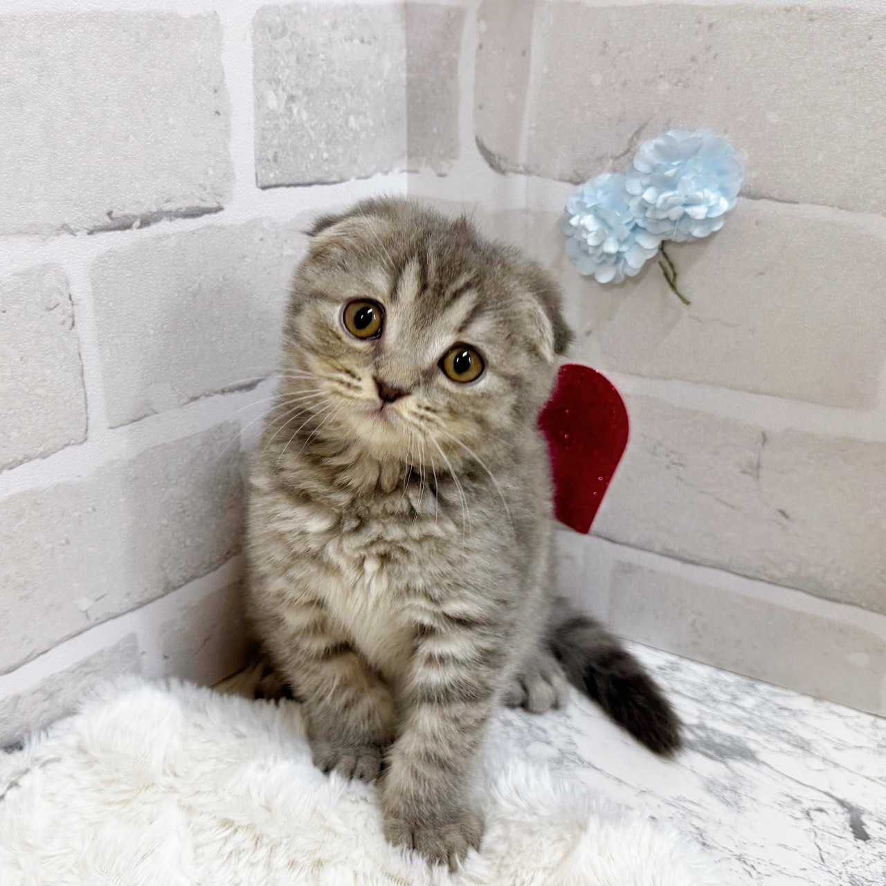 京都府のスコティッシュフォールド (犬の家＆猫の里京都精華店/2025年11月6日生まれ/女の子/ブルータビー)の子猫の2枚目の画像