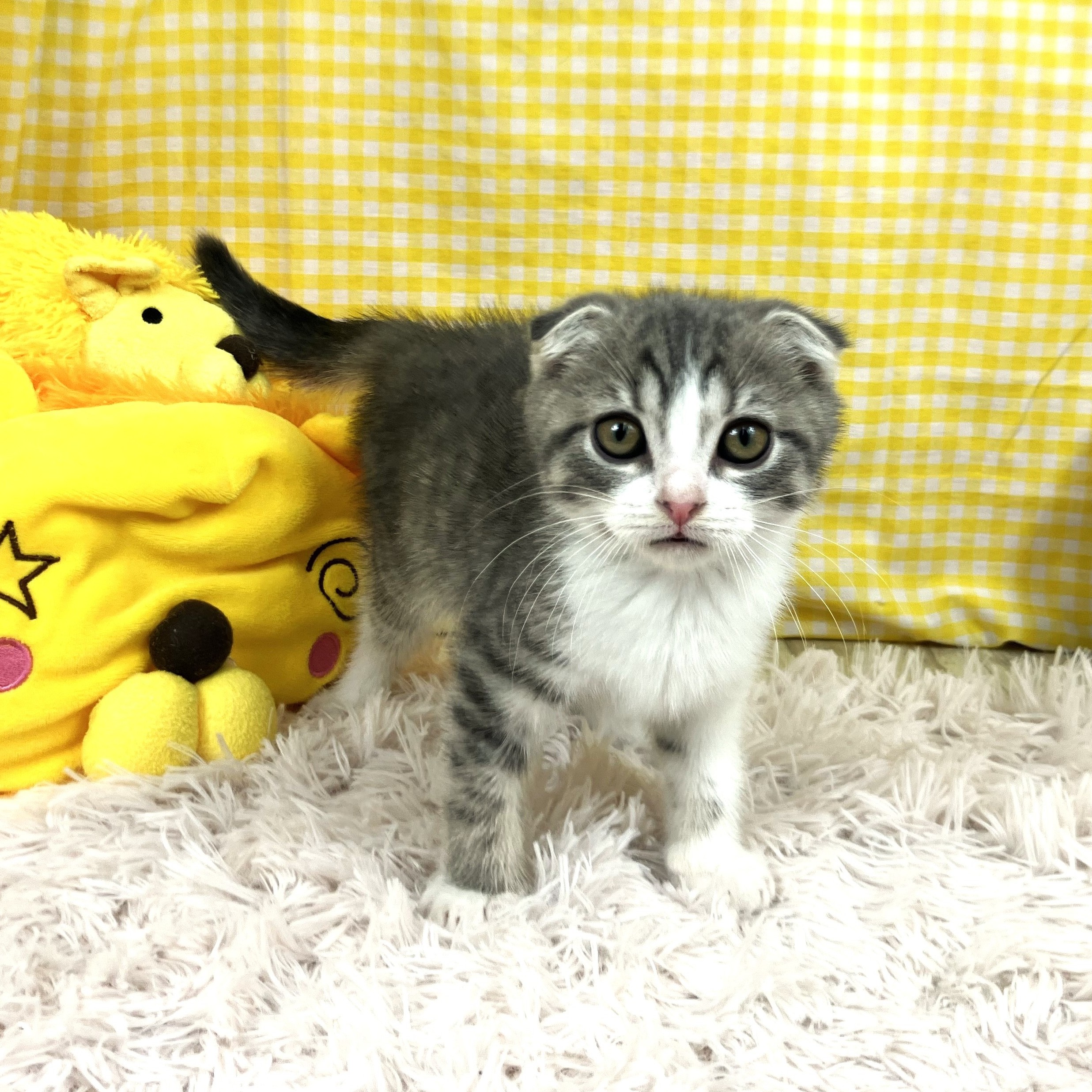 兵庫県のスコティッシュフォールド (犬の家＆猫の里川西店/2025年11月5日生まれ/男の子/ブルータビーホワイト)の子猫