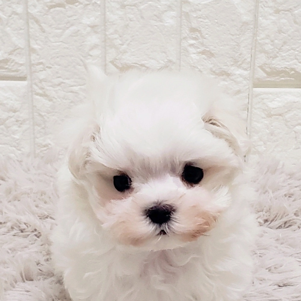 岡山県のマルチーズ (犬の家＆猫の里岡山店/2025年11月9日生まれ/女の子/ホワイト)の子犬の1枚目の画像