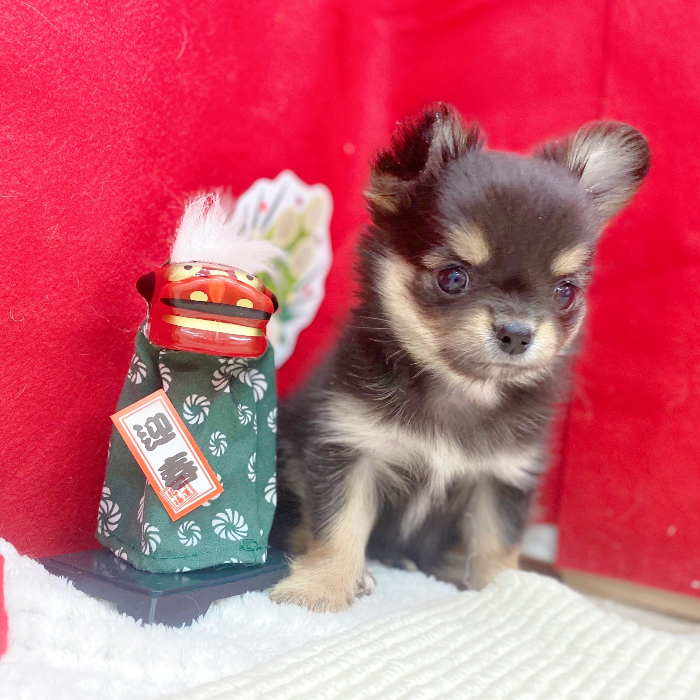 岐阜県のチワワ(ロング) (犬の家＆猫の里岐南店/2025年11月1日生まれ/男の子/ブラックタンホワイト)の子犬