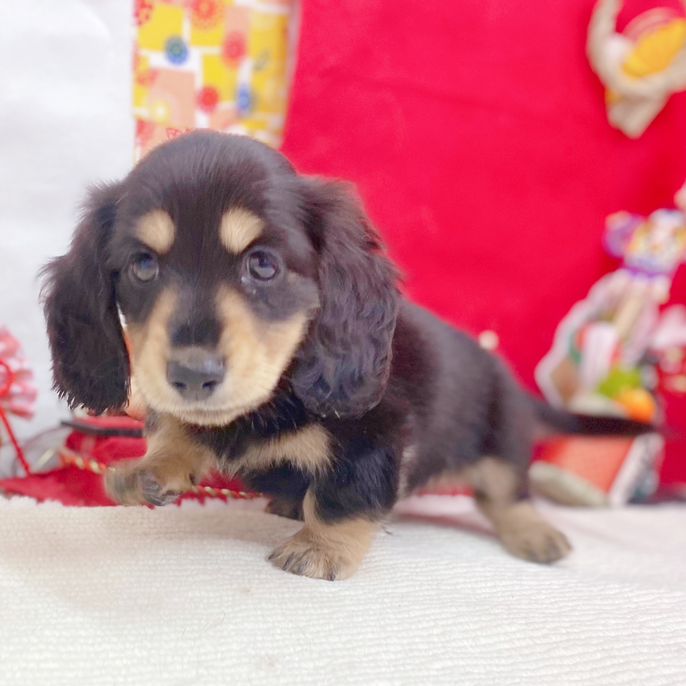 岐阜県のミニチュアダックスフンド(ロング) (犬の家＆猫の里岐南店/2025年11月7日生まれ/男の子/ブラックタン)の子犬