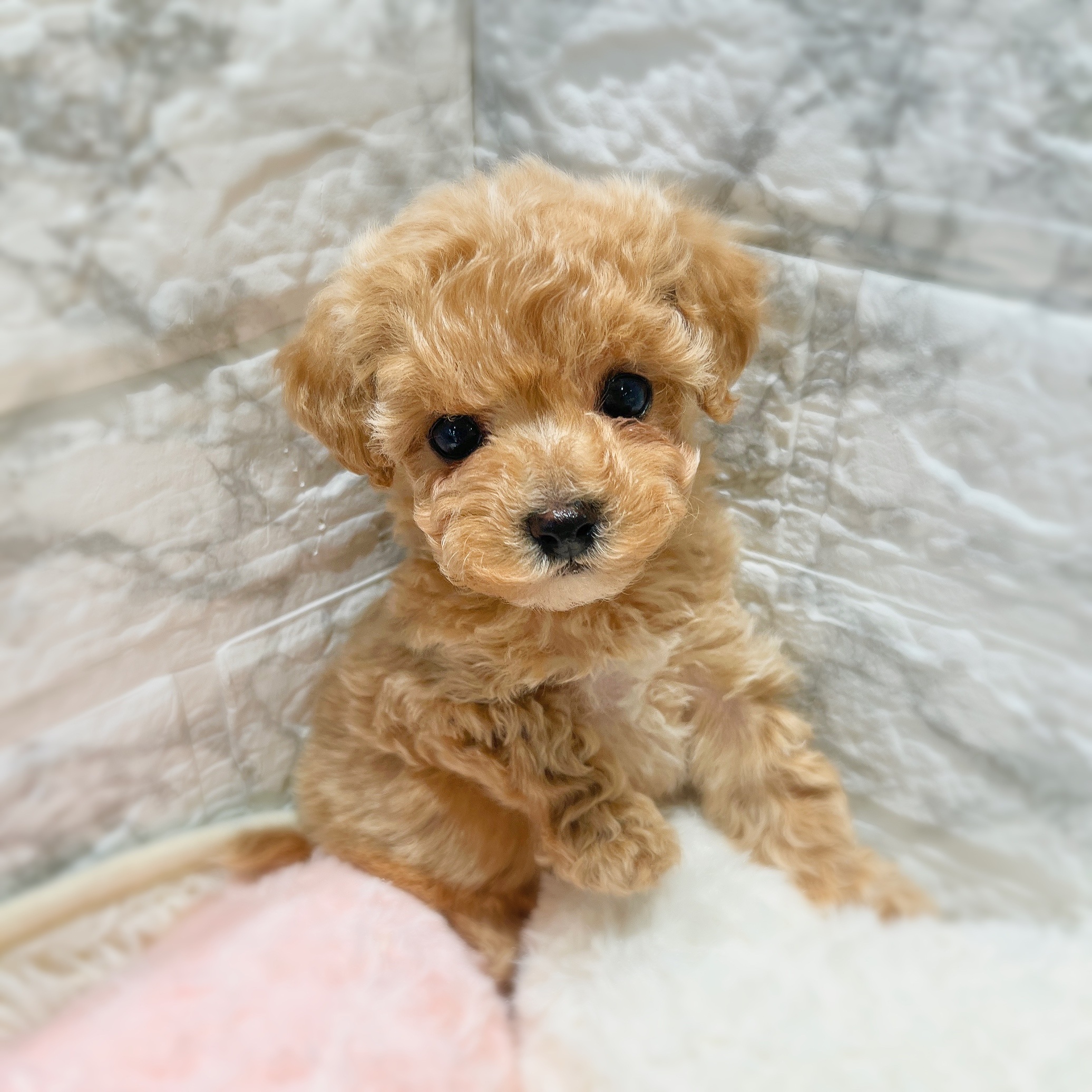 愛知県のビションプー(ビションフリーゼ×プードル) (犬の家＆猫の里MiO香久山店/2025年11月8日生まれ/女の子/アプリコットホワイト)の子犬の1枚目の画像