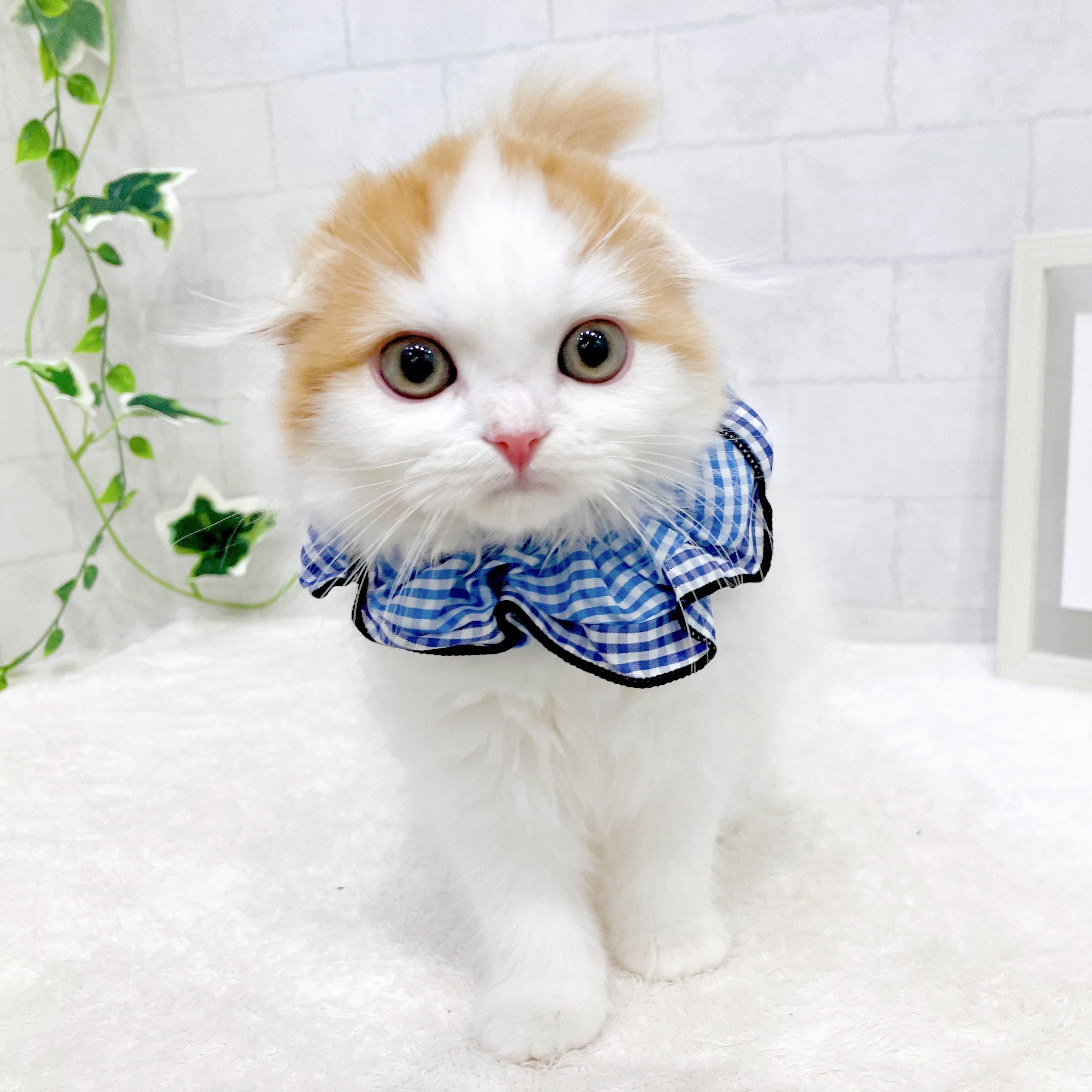 石川県のスコティッシュフォールド (犬の家＆猫の里金沢店/2025年11月3日生まれ/男の子/レッドタビーホワイト)の子猫の2枚目の画像