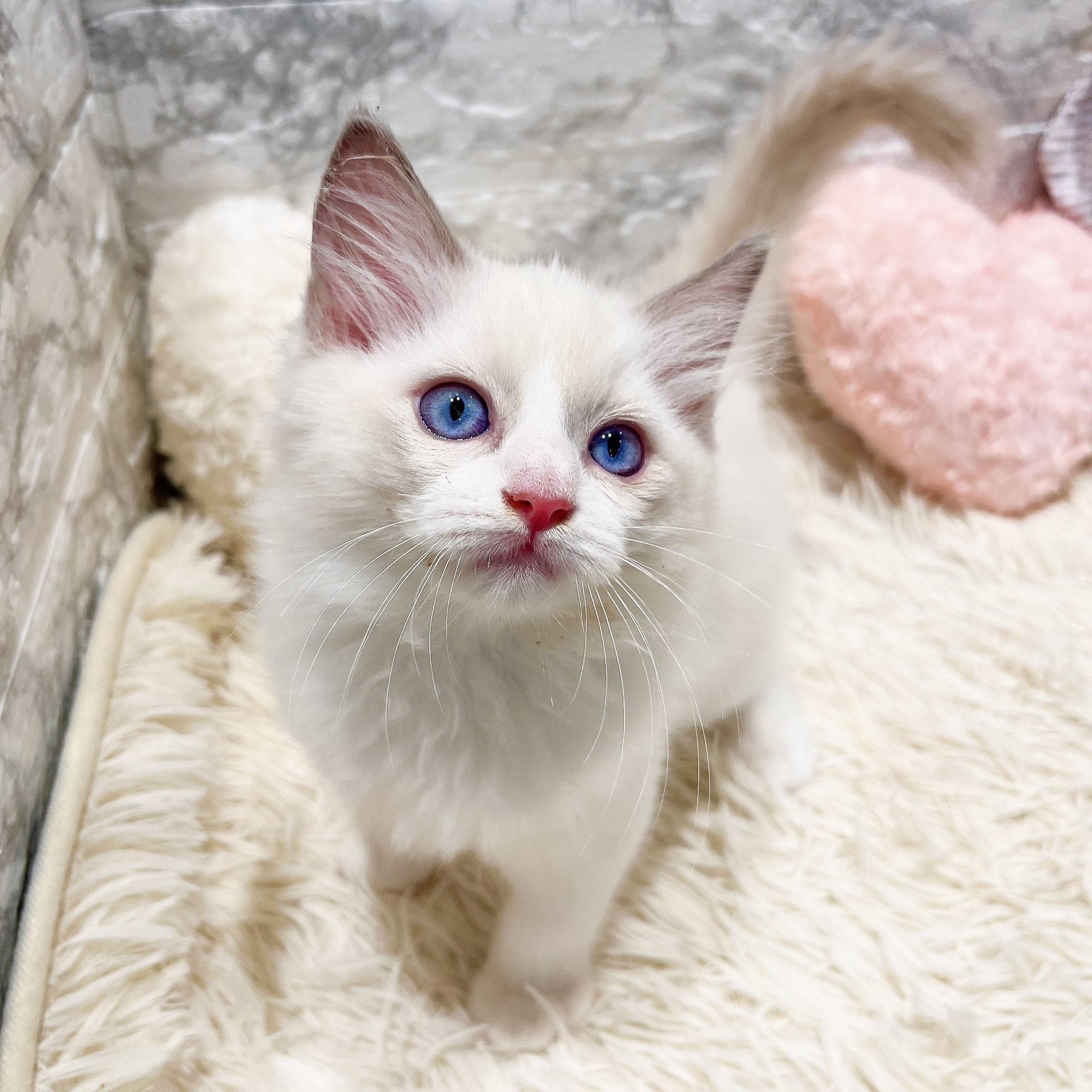 愛知県のラグドール (犬の家＆猫の里MiO香久山店/2025年11月8日生まれ/男の子/ブルーポイントバイカラー)の子猫の2枚目の画像