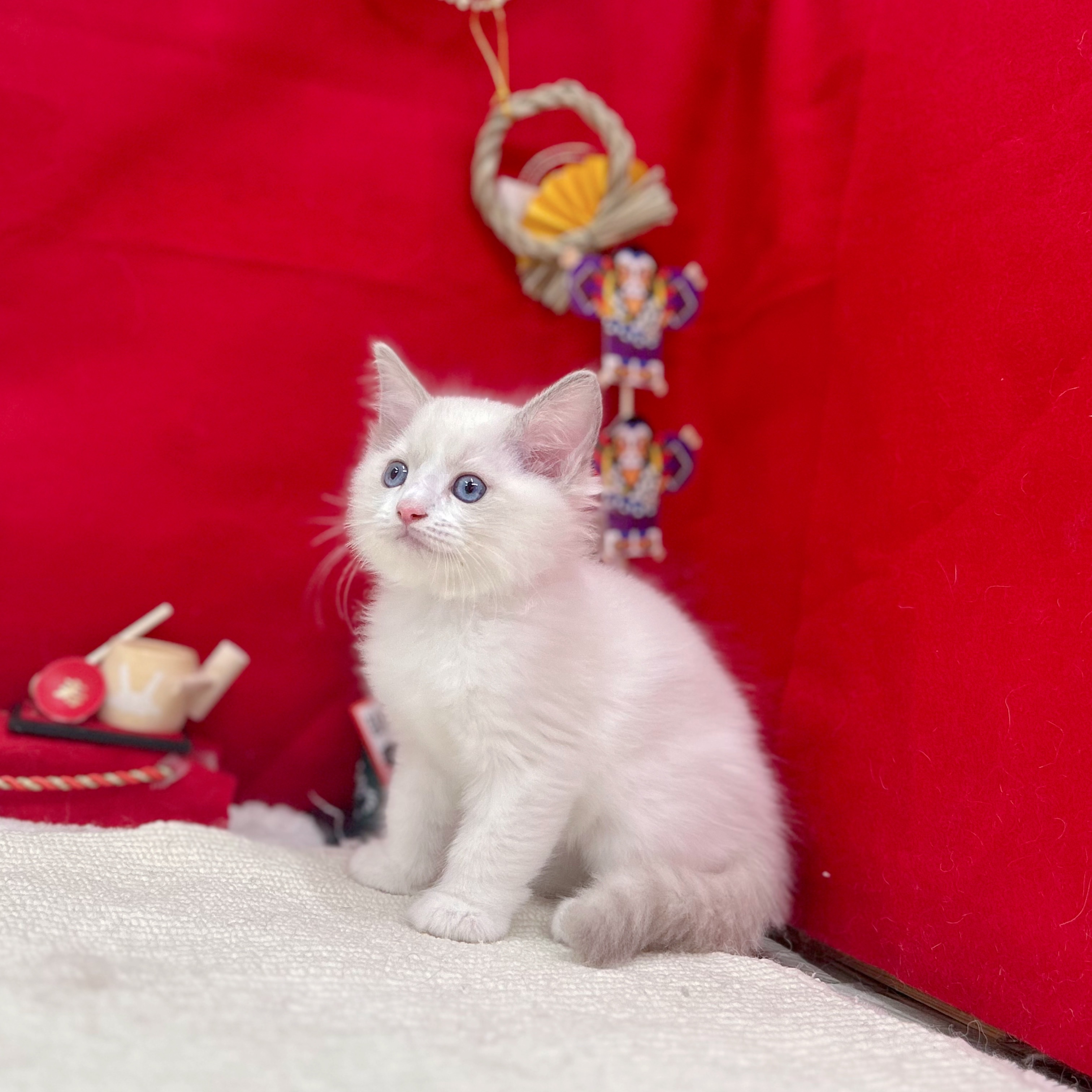 岐阜県のラグドール (犬の家＆猫の里岐南店/2025年11月8日生まれ/男の子/ブルーポイントバイカラー)の子猫の1枚目の画像