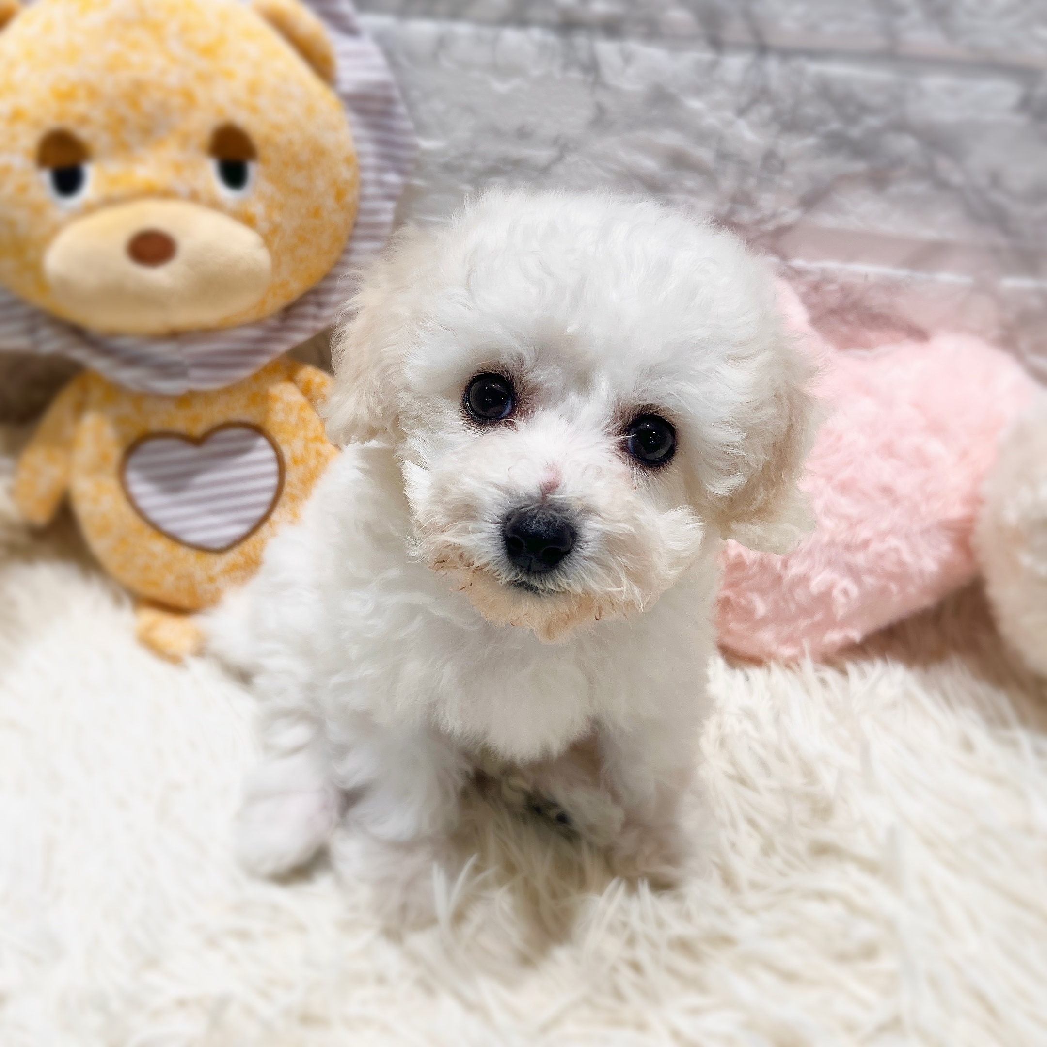 愛知県のビションフリーゼ (犬の家＆猫の里MiO香久山店/2025年11月9日生まれ/女の子/ホワイト)の子犬の1枚目の画像