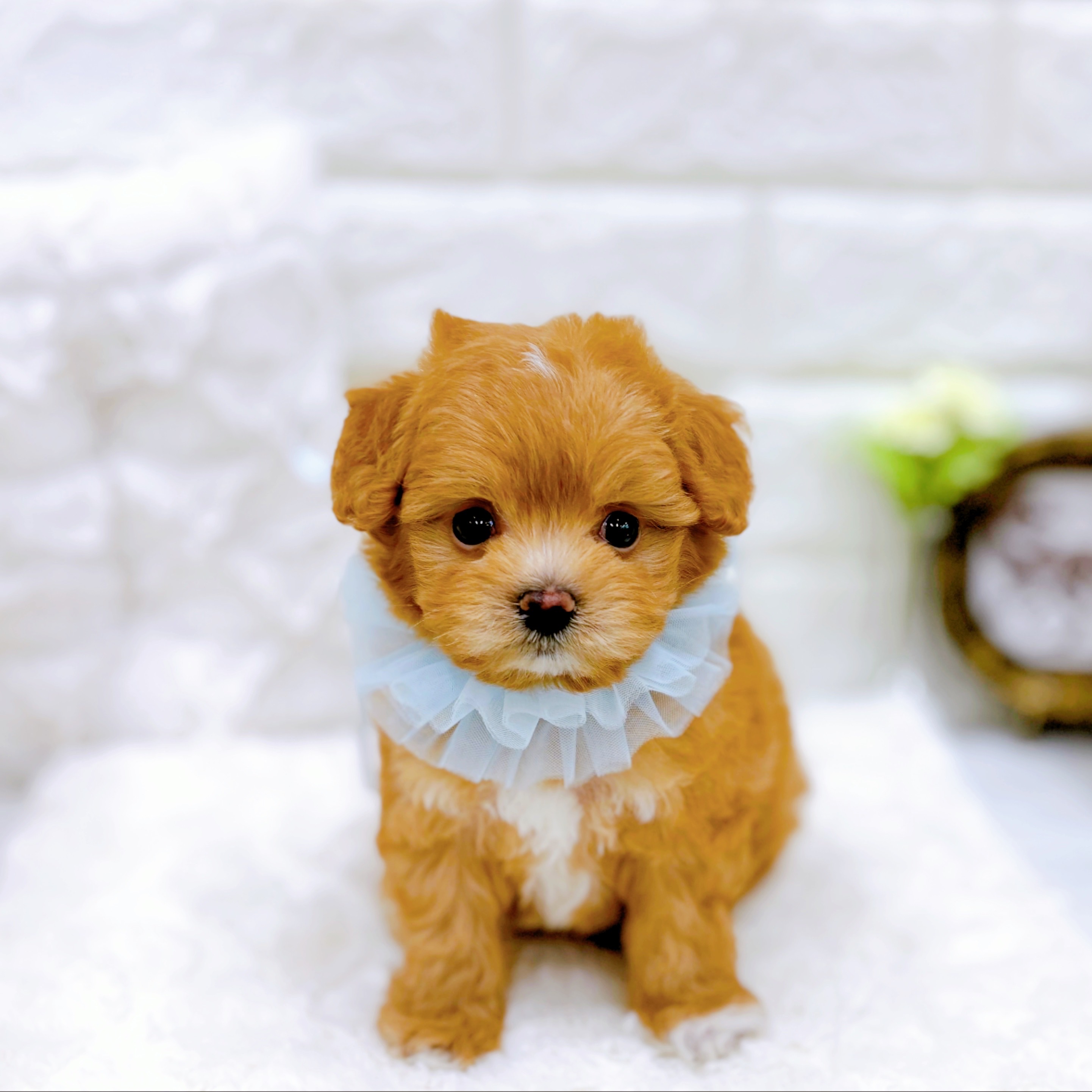 福井県のチワプー/プーチー(チワワ×プードル) (犬の家＆猫の里アミーゴ福井店/2025年11月10日生まれ/男の子/アプリコットホワイト)の子犬の1枚目の画像