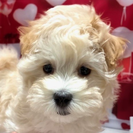 福岡県のマルプー(マルチーズ×プードル) (犬の家＆猫の里トリアス久山店/2025年11月7日生まれ/男の子/アプリコット)の子犬の1枚目の画像