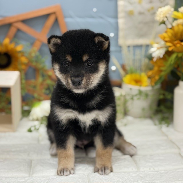 千葉県の柴犬(標準サイズ) (犬の家＆猫の里ワンズモール稲毛店/2025年11月10日生まれ/男の子/黒)の子犬の2枚目の画像