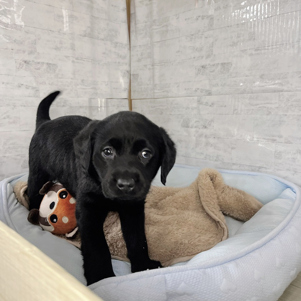 長野県のラブラドールレトリーバー (犬の家＆猫の里塩尻店/2025年11月10日生まれ/女の子/ブラック)の子犬の2枚目の画像