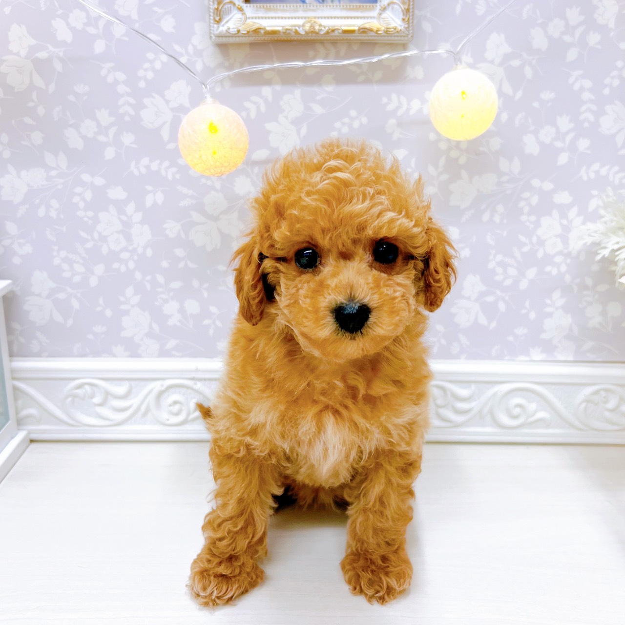 富山県のトイプードル(トイ) (犬の家＆猫の里アミーゴ山室店/2025年11月10日生まれ/女の子/レッド)の子犬の1枚目の画像