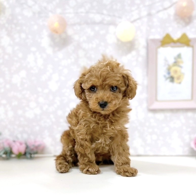 富山県のトイプードル(トイ) (犬の家＆猫の里アミーゴ高岡蓮花寺店/2025年11月10日生まれ/女の子/レッド)の子犬の2枚目の画像