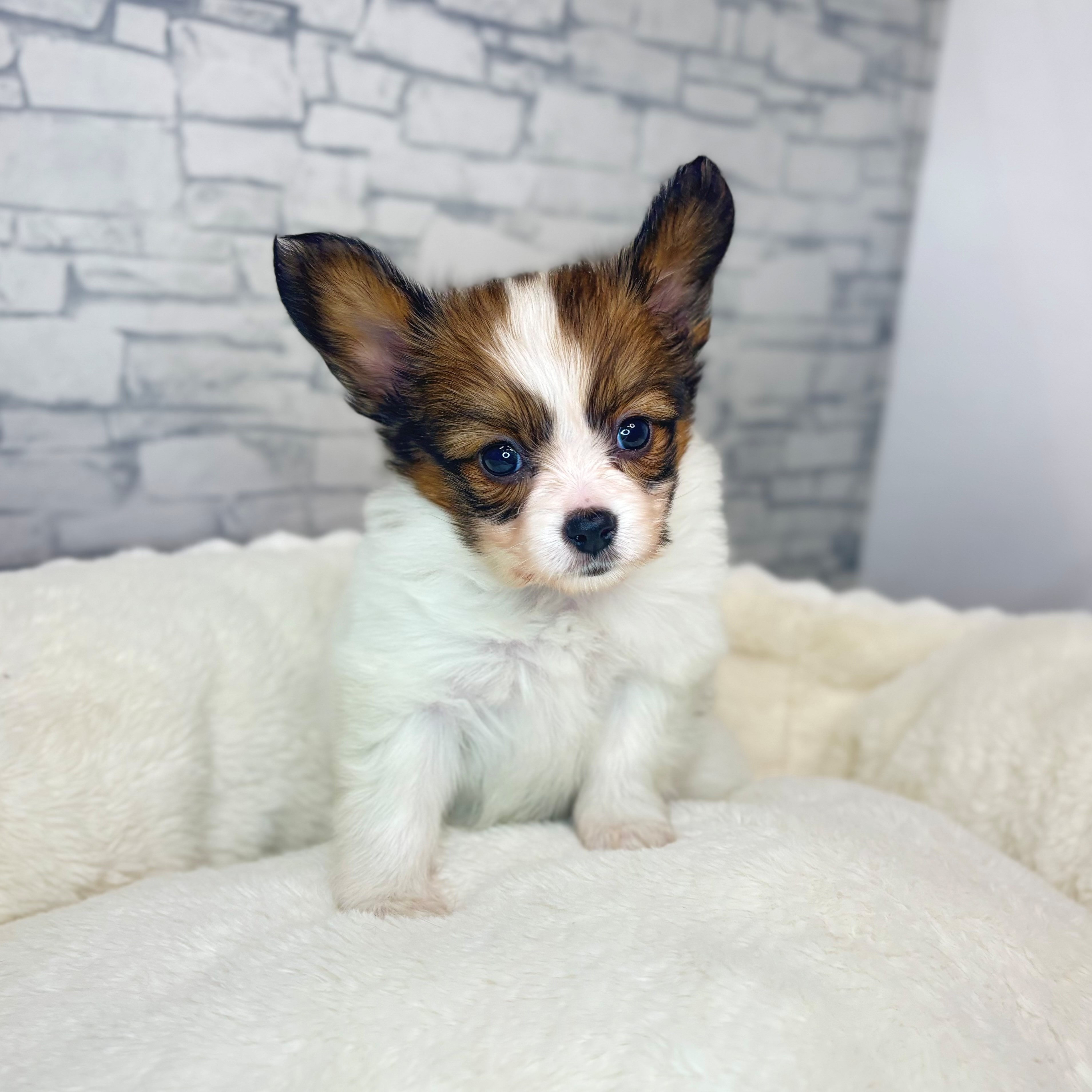 長野県のパピヨン (犬の家＆猫の里長野店/2025年11月10日生まれ/女の子/ホワイトブラウン)の子犬の2枚目の画像
