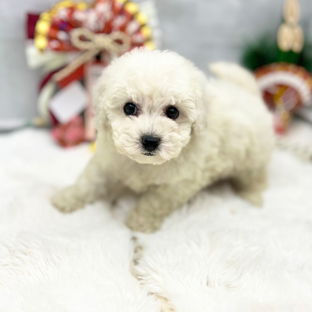 静岡県のビションフリーゼ (犬の家＆猫の里MEGAドン・キホーテ袋井店/2025年11月9日生まれ/男の子/ホワイト)の子犬の2枚目の画像