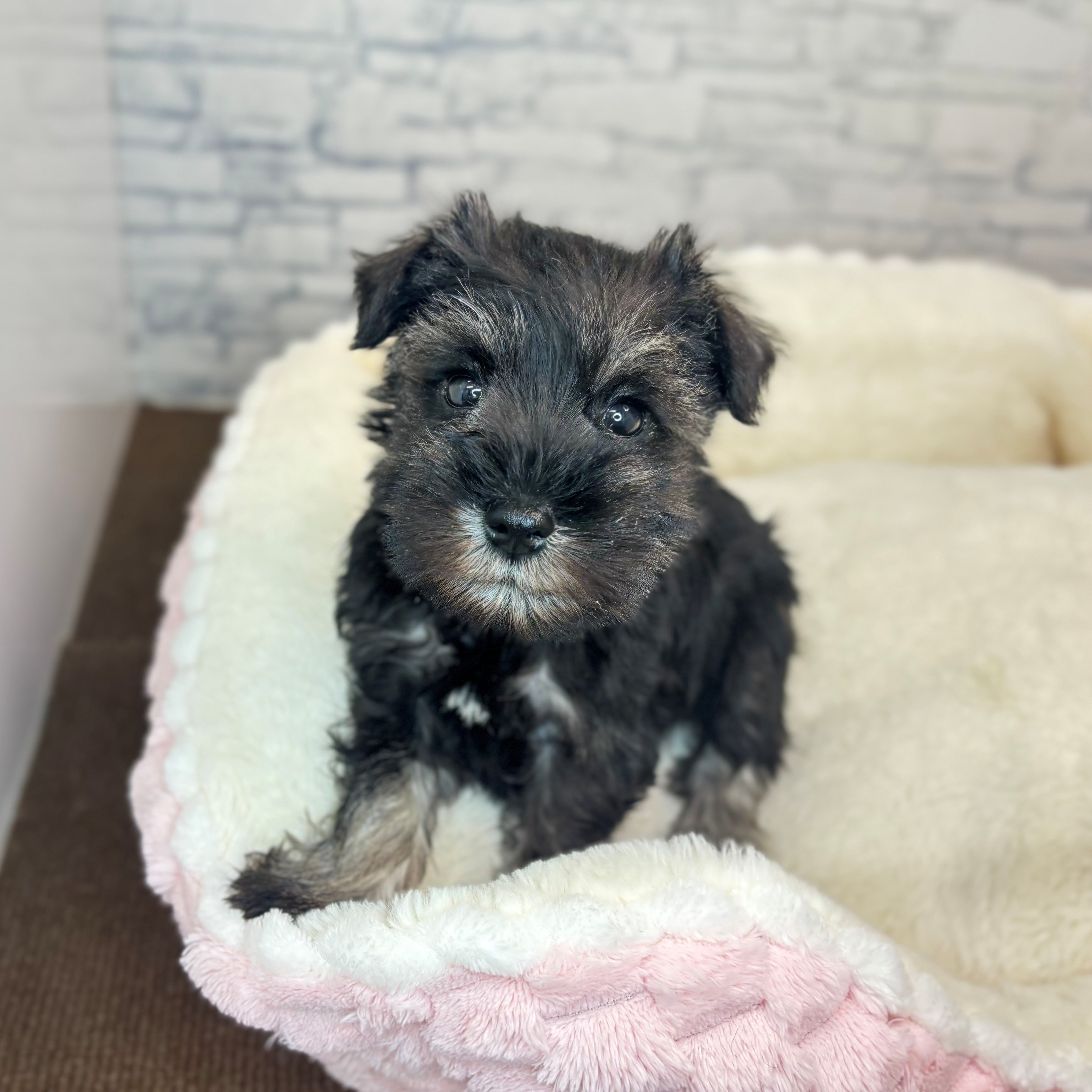 長野県のミニチュアシュナウザー (犬の家＆猫の里長野店/2025年11月11日生まれ/男の子/ソルトペッパー)の子犬の1枚目の画像