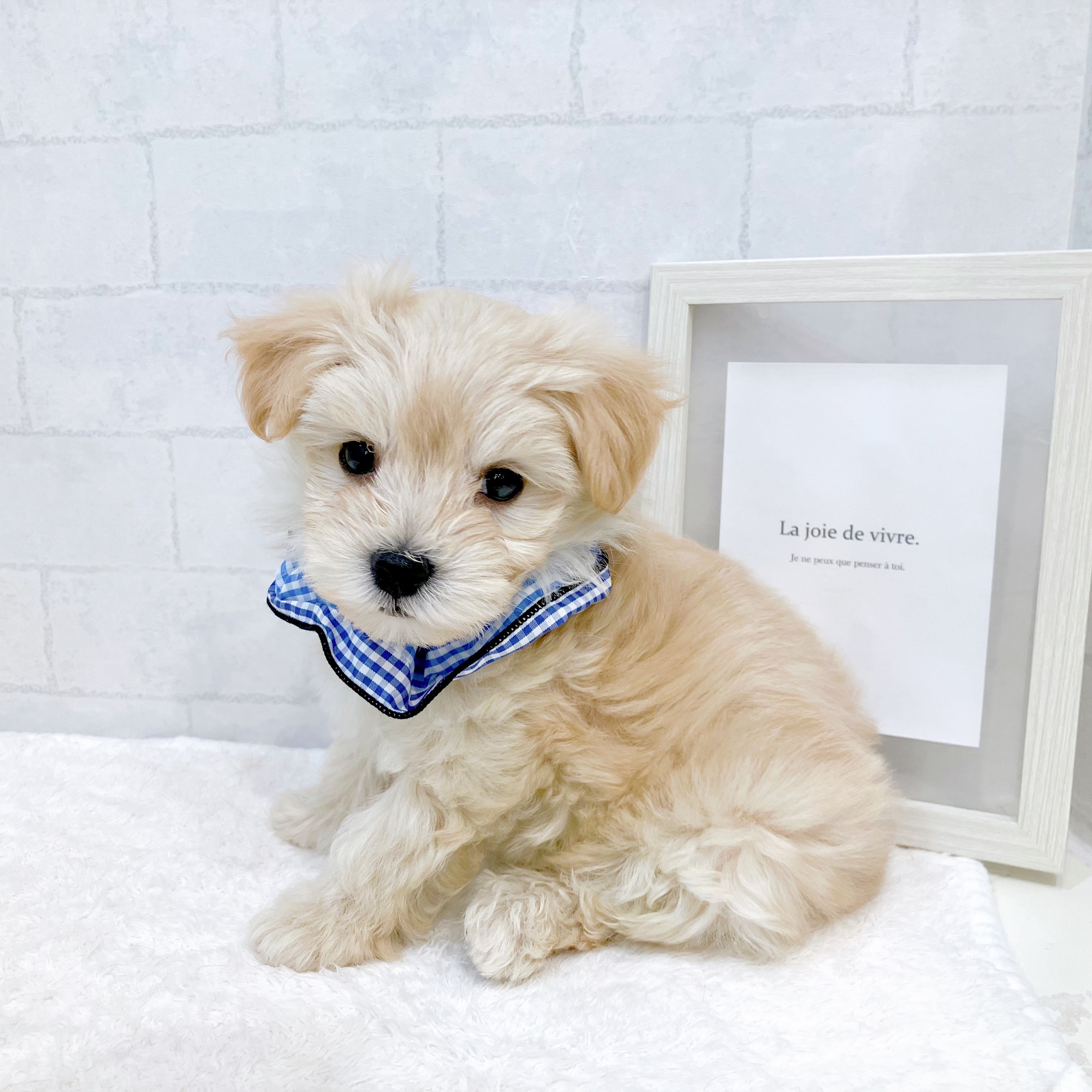 石川県のマルプー(マルチーズ×プードル) (犬の家＆猫の里金沢店/2025年11月10日生まれ/男の子/クリーム)の子犬の2枚目の画像