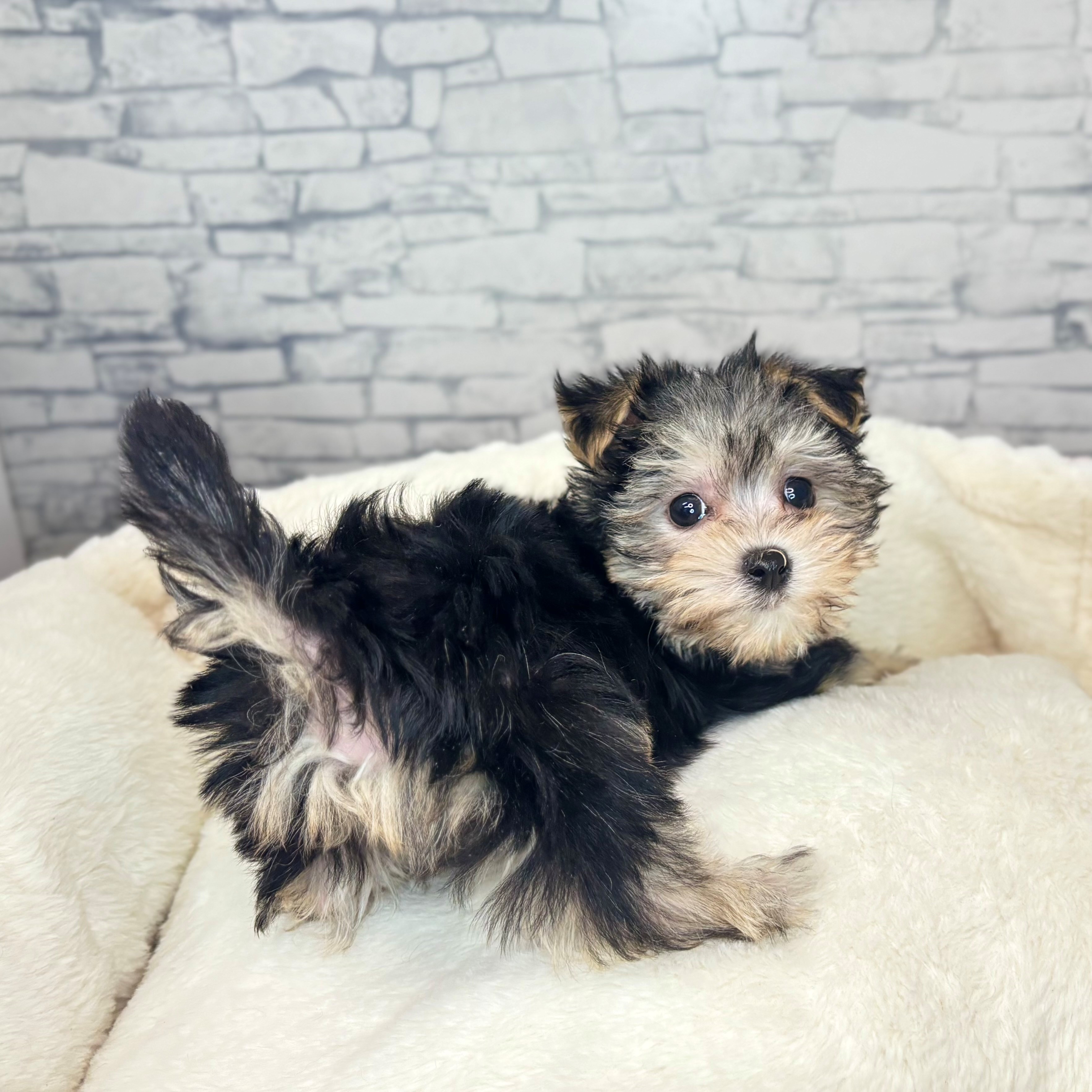長野県のマルキー/マルヨーキー(マルチーズ×ヨークシャーテリア) (犬の家＆猫の里長野店/2025年11月5日生まれ/男の子/ブラックタンホワイト)の子犬の2枚目の画像