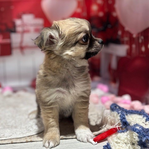 福岡県のチワワ(ロング) (犬の家＆猫の里トリアス久山店/2025年11月11日生まれ/男の子/フォーンホワイト)の子犬の2枚目の画像
