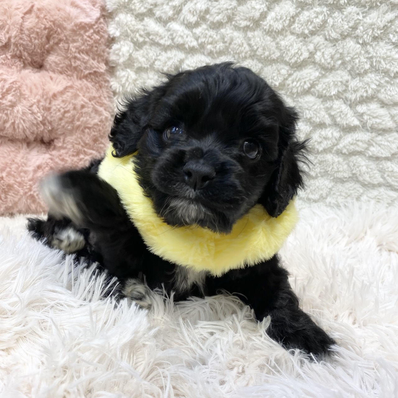 長野県のアメリカンコッカースパニエル (犬の家＆猫の里カインズ梓川店/2025年11月9日生まれ/女の子/ブラックホワイト)の子犬の2枚目の画像