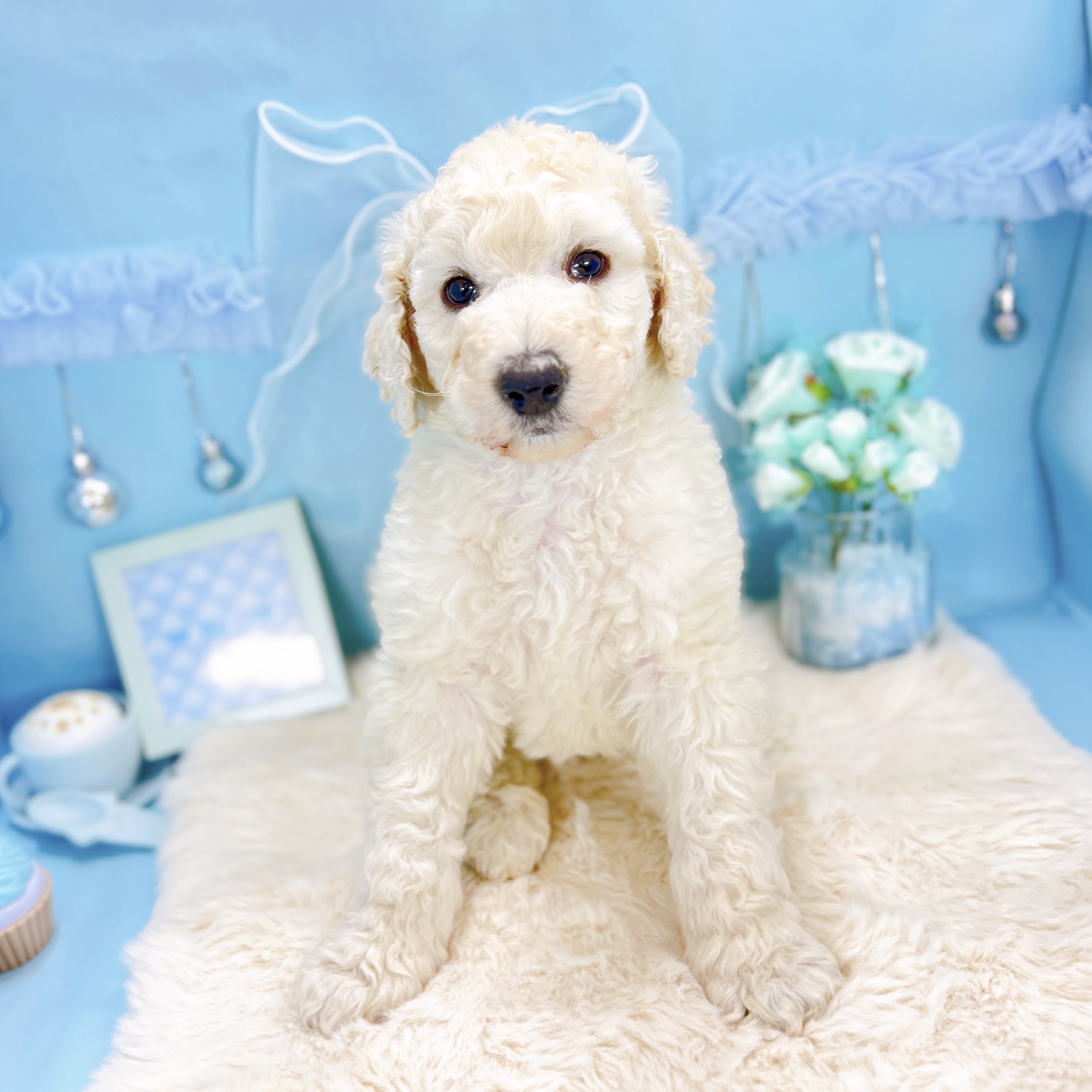 福井県のスタンダードプードル (犬の家＆猫の里アミーゴ福井大和田店/2025年11月11日生まれ/男の子/クリーム)の子犬の2枚目の画像