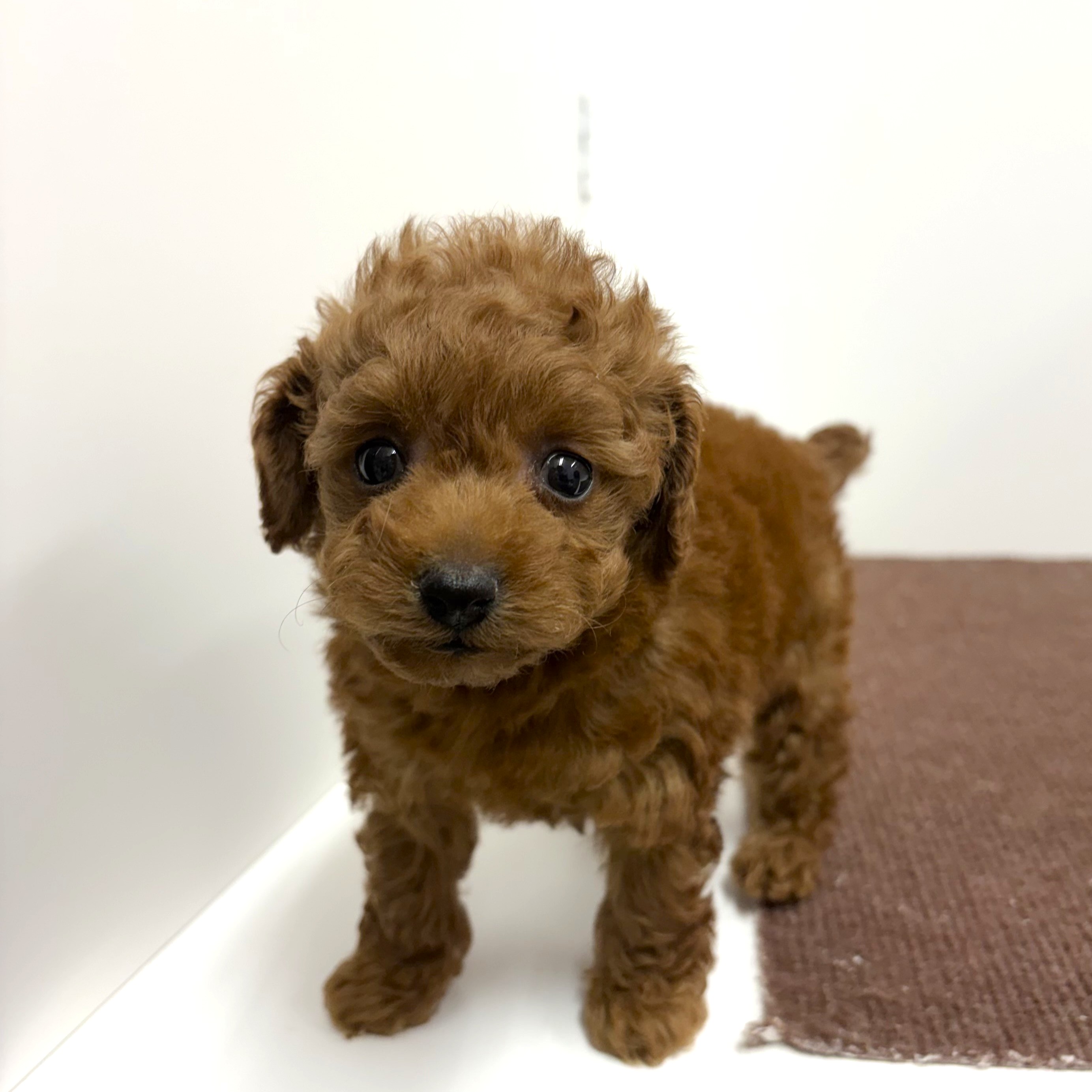 神奈川県のトイプードル(トイ) (犬の家＆猫の里相模原店/2025年11月9日生まれ/女の子/レッド)の子犬の1枚目の画像