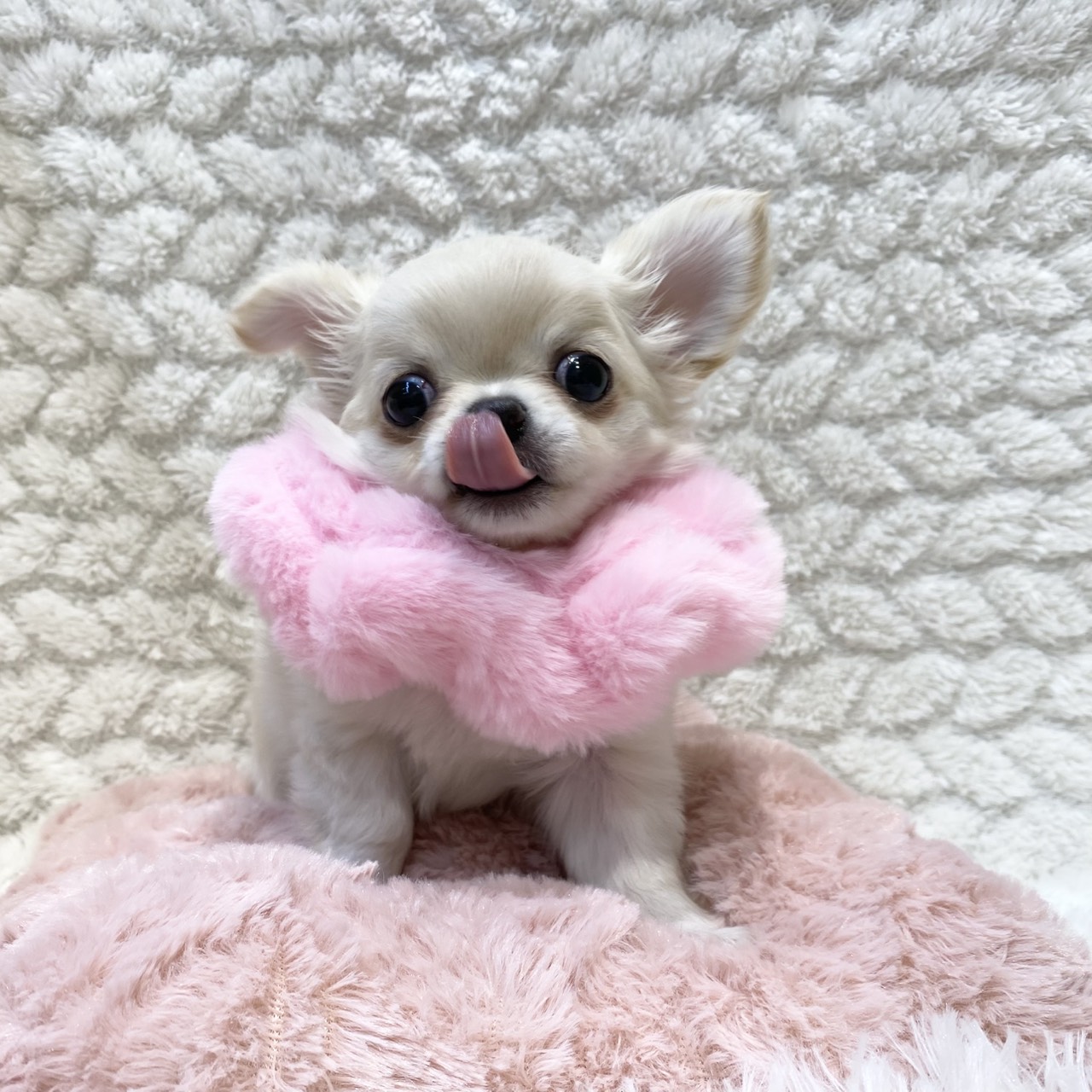 長野県のチワワ(ロング) (犬の家＆猫の里カインズ梓川店/2025年11月9日生まれ/女の子/クリームホワイト)の子犬の2枚目の画像