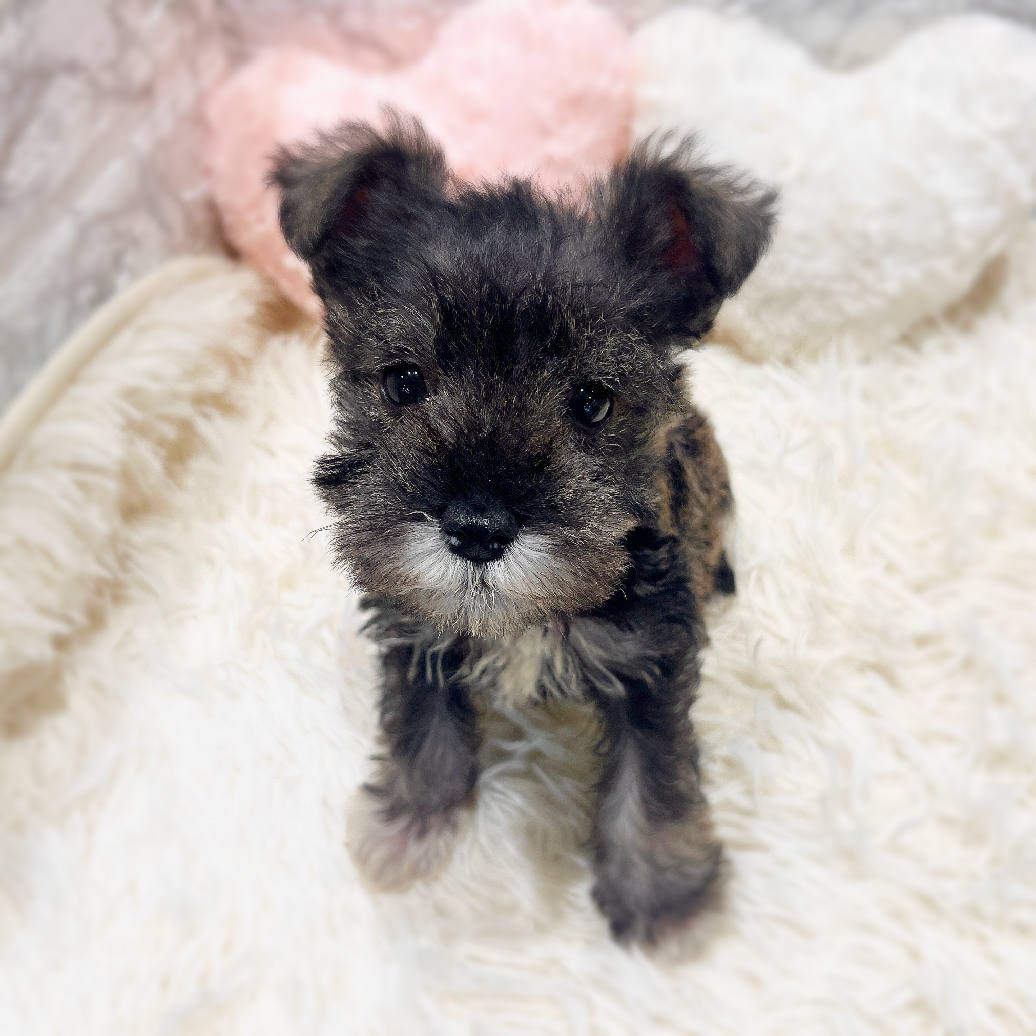 愛知県のミニチュアシュナウザー (犬の家＆猫の里MiO香久山店/2025年11月8日生まれ/男の子/ソルトペッパー)の子犬の2枚目の画像