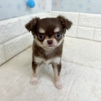 静岡県のチワワ(ロング) (犬の家＆猫の里マークイズ静岡店/2025年11月11日生まれ/女の子/チョコレートタンホワイト)の子犬の2枚目の画像