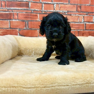 神奈川県のアメリカンコッカースパニエル (犬の家＆猫の里小田原店/2025年11月11日生まれ/女の子/ブラックホワイト)の子犬の1枚目の画像