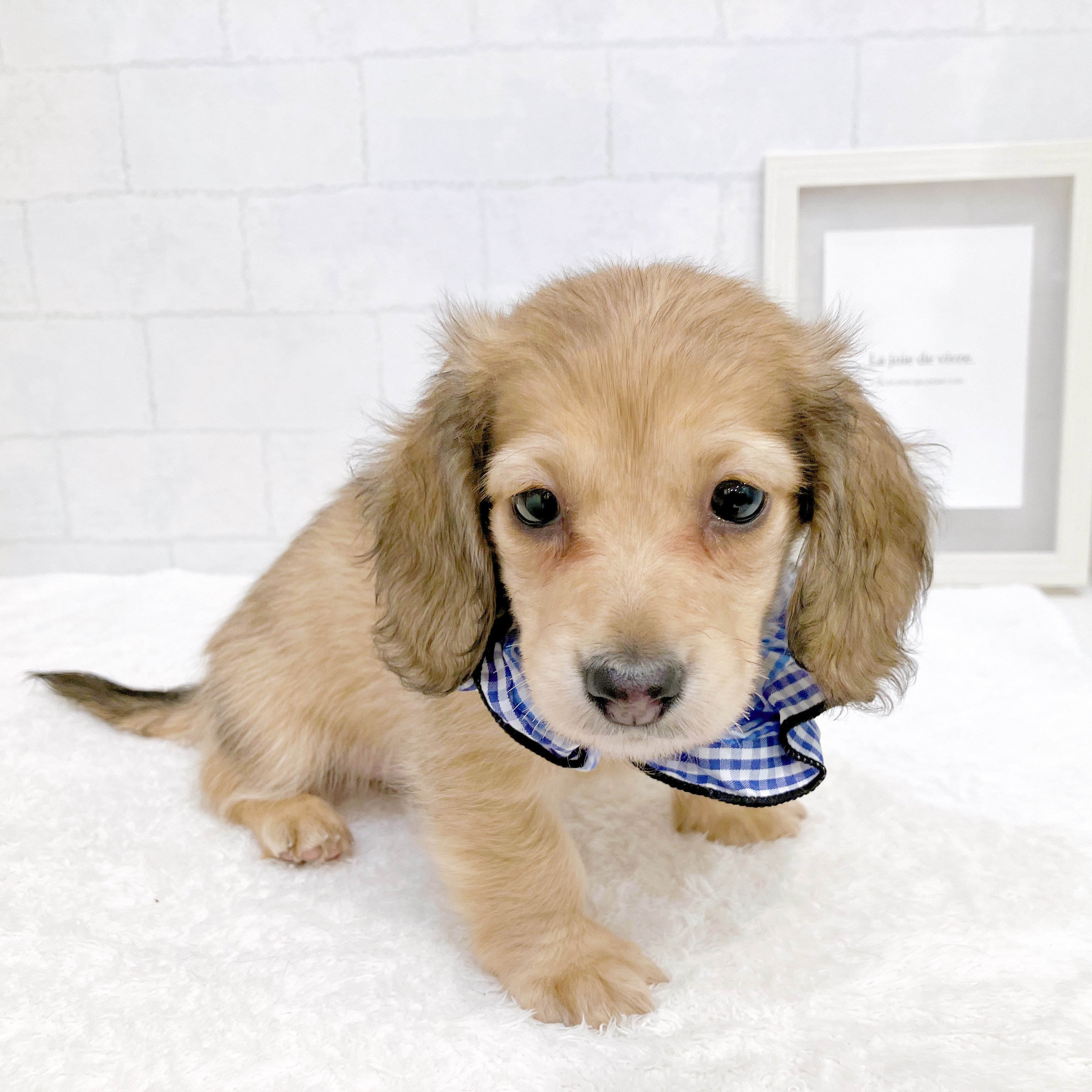 石川県のミニチュアダックスフンド(ロング) (犬の家＆猫の里金沢店/2025年11月9日生まれ/男の子/シェーデットイエロー)の子犬の2枚目の画像