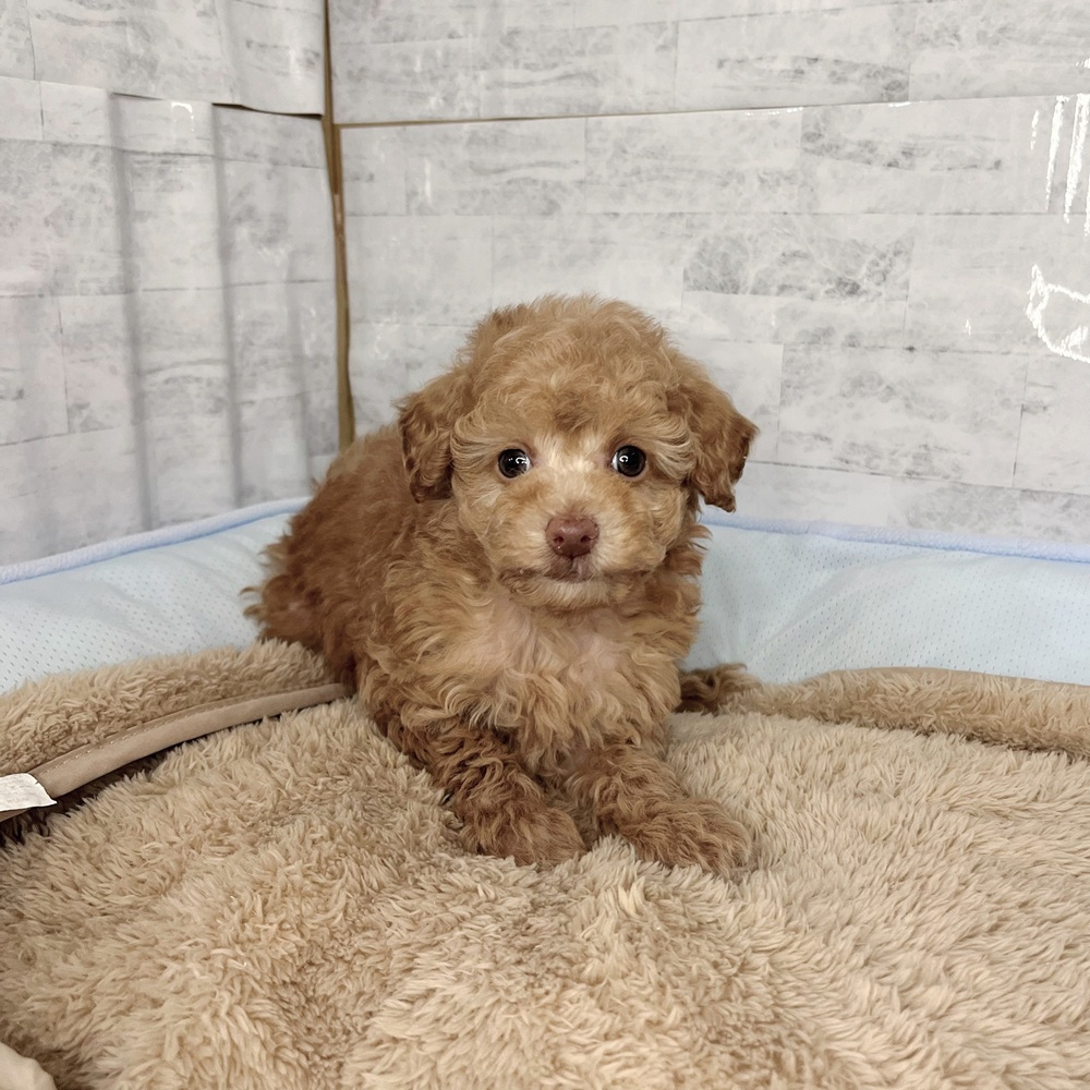 長野県のトイプードル(トイ) (犬の家＆猫の里塩尻店/2025年11月10日生まれ/男の子/アプリコット)の子犬の2枚目の画像