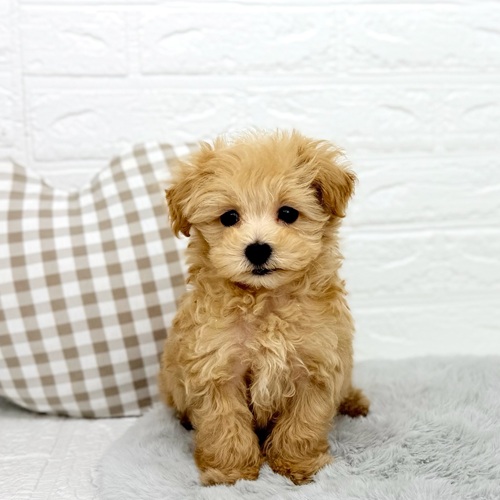 愛知県のマルプー(マルチーズ×プードル) (犬の家＆猫の里豊川インター店/2025年11月9日生まれ/男の子/アプリコット)の子犬の1枚目の画像