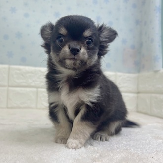 静岡県のチワワ(ロング) (犬の家＆猫の里マークイズ静岡店/2025年11月10日生まれ/女の子/ブラッククリームホワイト)の子犬の1枚目の画像