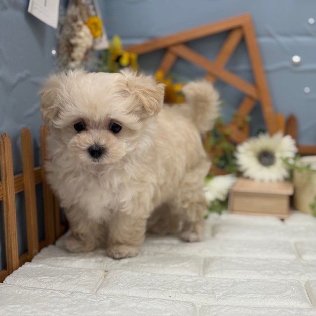 千葉県のマルプー(マルチーズ×プードル) (犬の家＆猫の里ワンズモール稲毛店/2025年11月9日生まれ/女の子/クリーム)の子犬の2枚目の画像