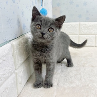 静岡県のブリティッシュショートヘアー (犬の家＆猫の里マークイズ静岡店/2025年11月11日生まれ/女の子/ブルー)の子猫の1枚目の画像