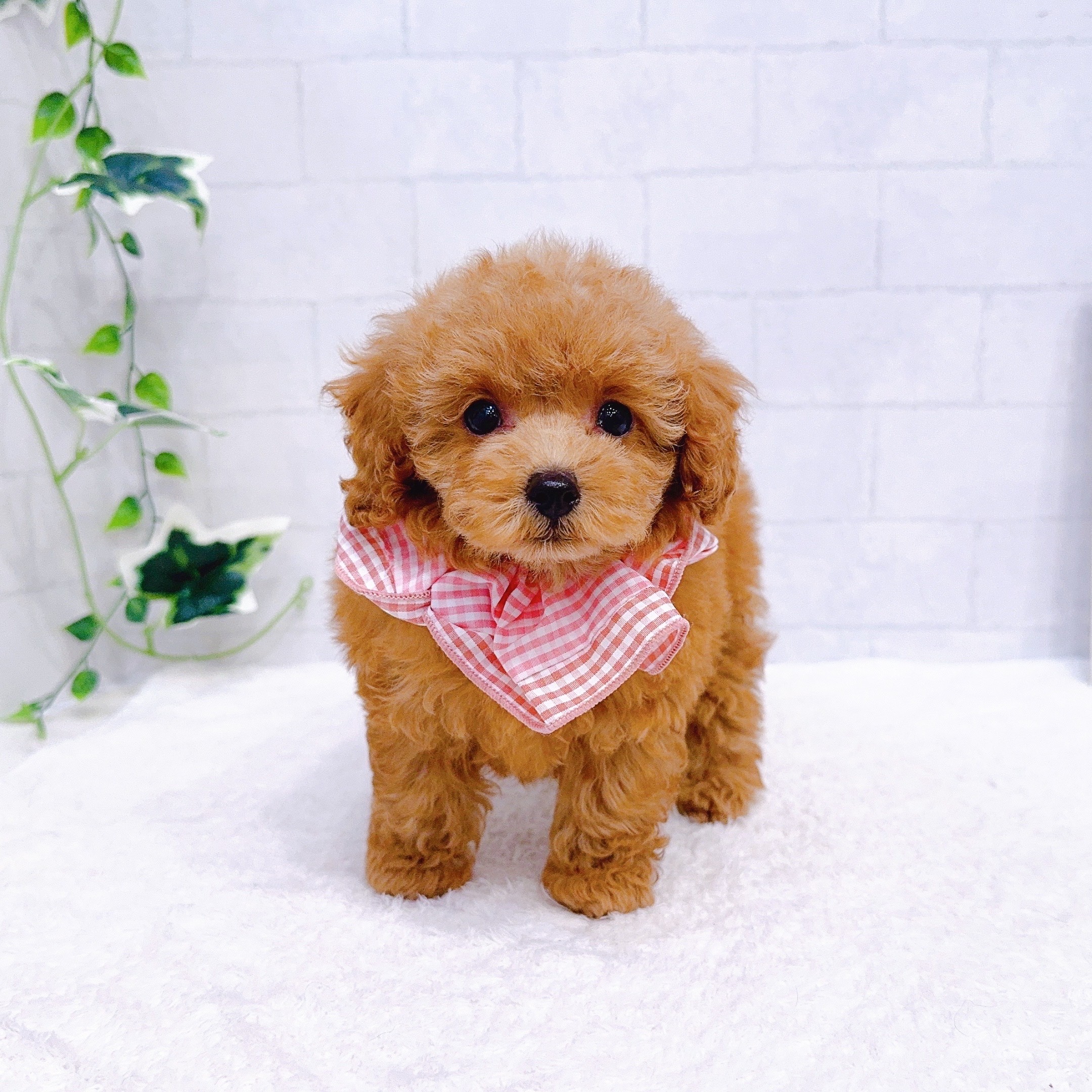 石川県のトイプードル(トイ) (犬の家＆猫の里金沢店/2025年11月10日生まれ/女の子/レッド)の子犬の1枚目の画像