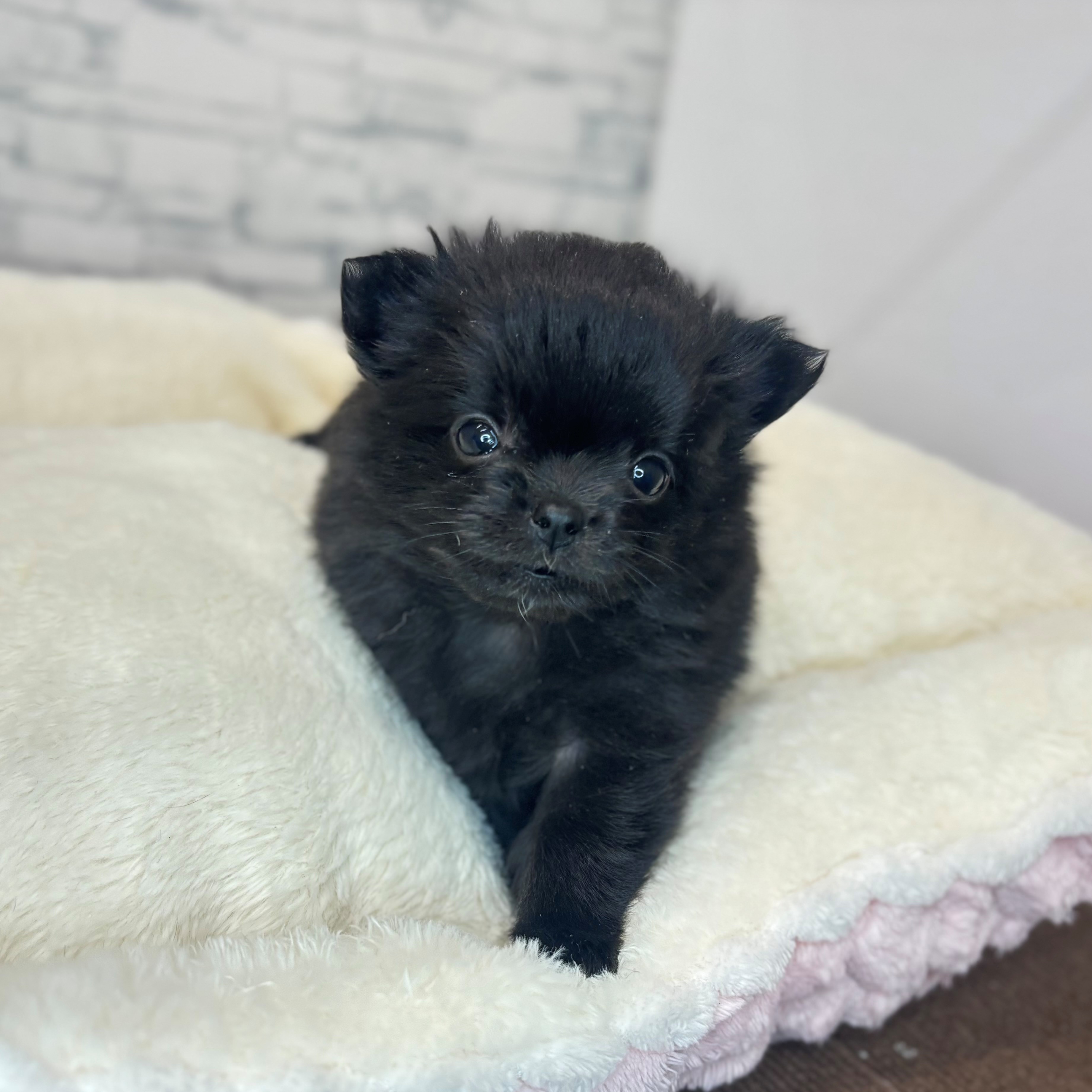 長野県のポメチワ/チワポメ/ポメチー(ポメラニアン×チワワ) (犬の家＆猫の里長野店/2025年11月10日生まれ/女の子/ブラック)の子犬の2枚目の画像