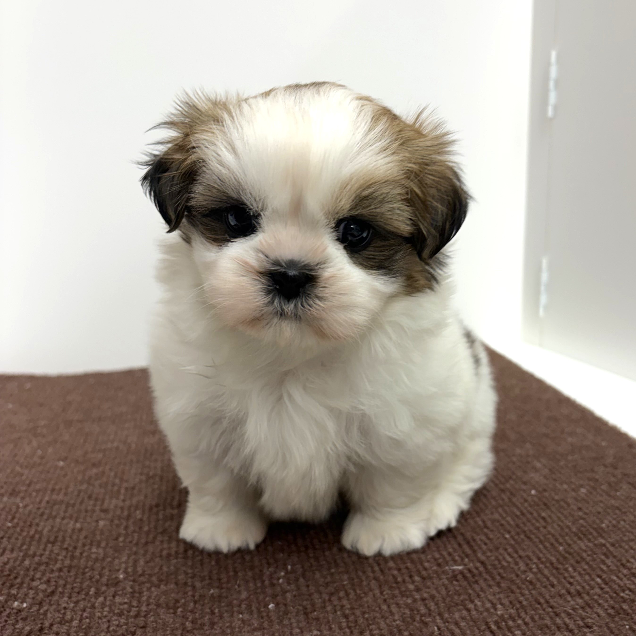 神奈川県のシーズー (犬の家＆猫の里相模原店/2025年11月11日生まれ/女の子/ホワイトゴールド)の子犬の1枚目の画像