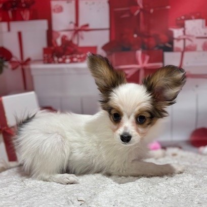 福岡県のパピヨン (犬の家＆猫の里トリアス久山店/2025年11月11日生まれ/女の子/ホワイトブラウン)の子犬の2枚目の画像