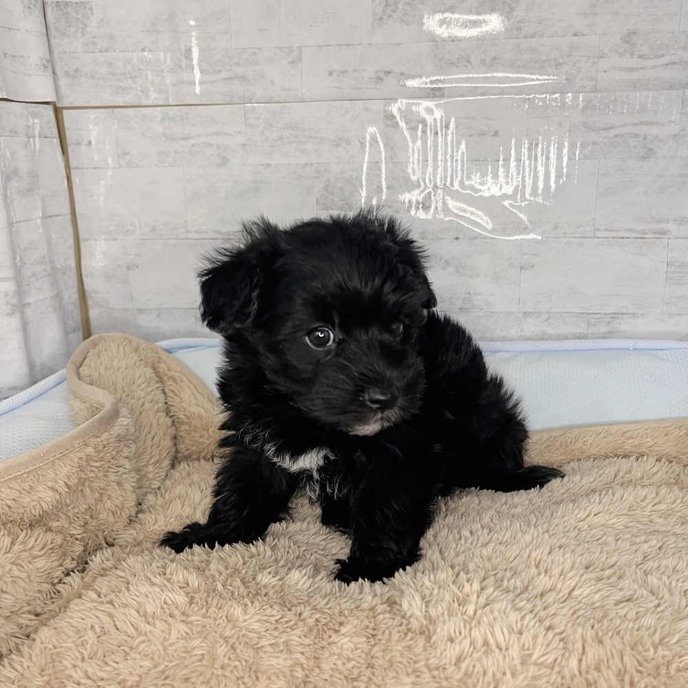 長野県のシュナマル/マルシュナ(シュナウザー×マルチーズ) (犬の家＆猫の里塩尻店/2025年11月11日生まれ/男の子/ブラックホワイト)の子犬の2枚目の画像