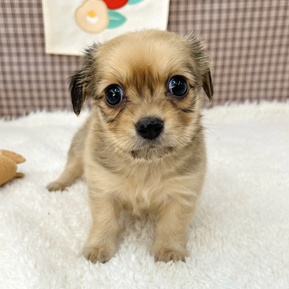 愛知県のチワックス(チワワ×ダックス) (犬の家＆猫の里エアポートウォーク店/2025年11月10日生まれ/男の子/フォーン)の子犬
