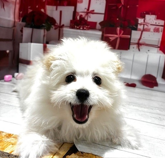 福岡県のポメマル/マルポメ(ポメラニアン×マルチーズ) (犬の家＆猫の里トリアス久山店/2025年11月10日生まれ/男の子/ホワイト)の子犬の2枚目の画像